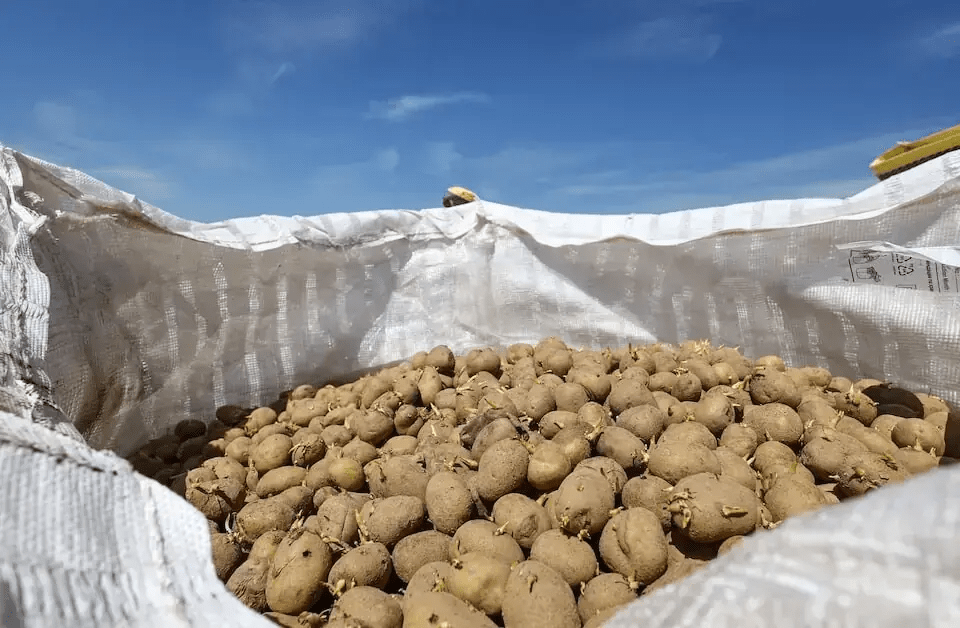 potato exports